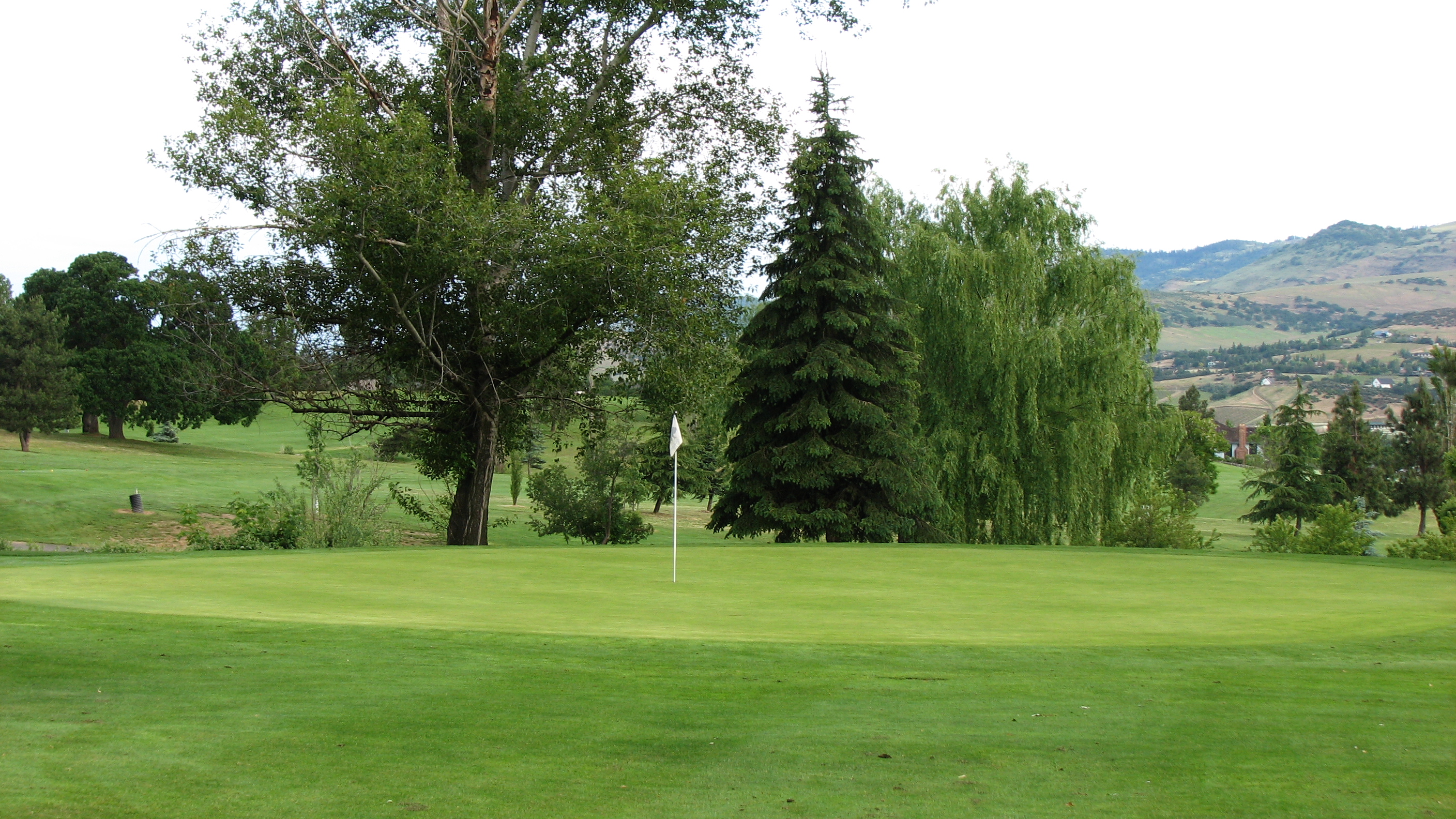 Trees on golf course